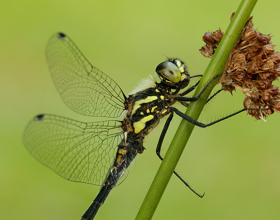 Black Darter Sympetrum danae