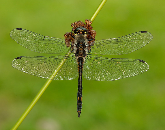 Black Darter Sympetrum danae