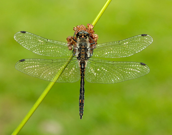 Black Darter Sympetrum danae