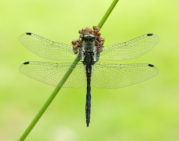 Black Darter Sympetrum danae