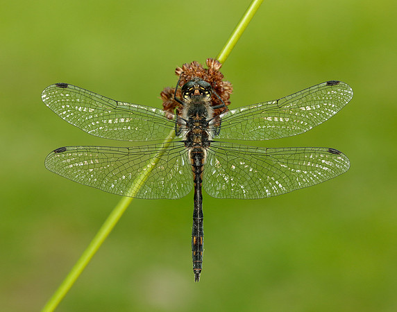 Black Darter Sympetrum danae