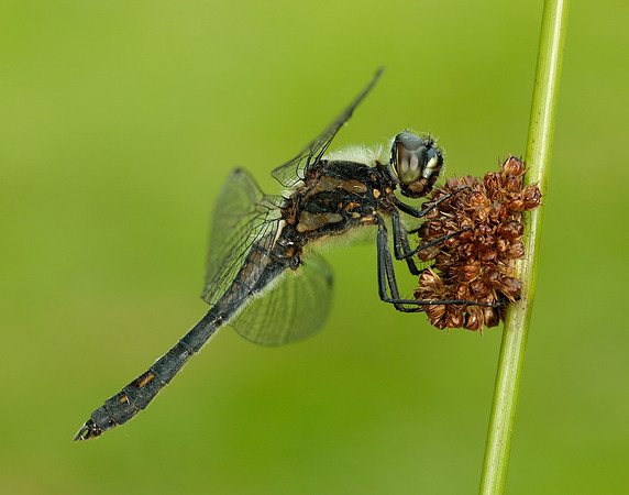 Black Darter Sympetrum danae