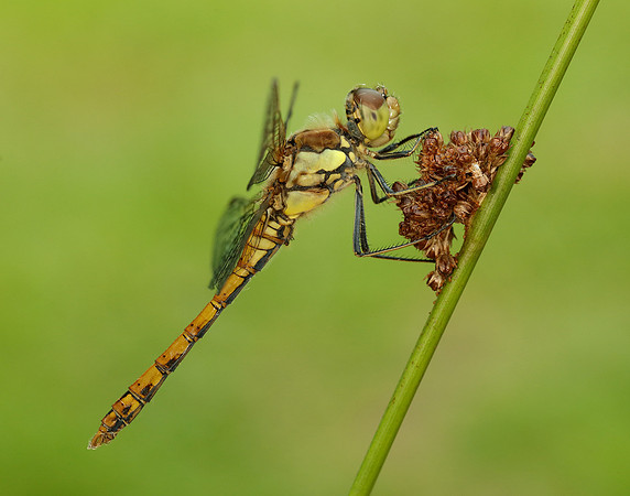 Common Darter Sympetrum striolatum
