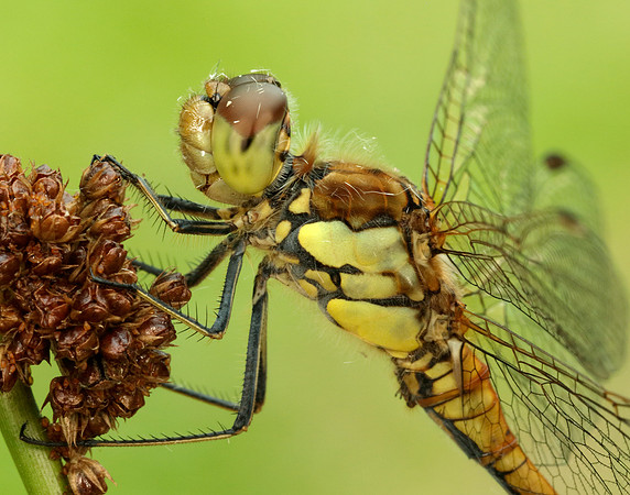 Common Darter Sympetrum striolatum