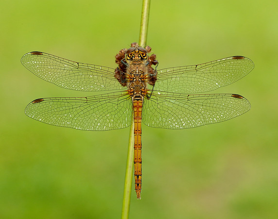 Common Darter Sympetrum striolatum