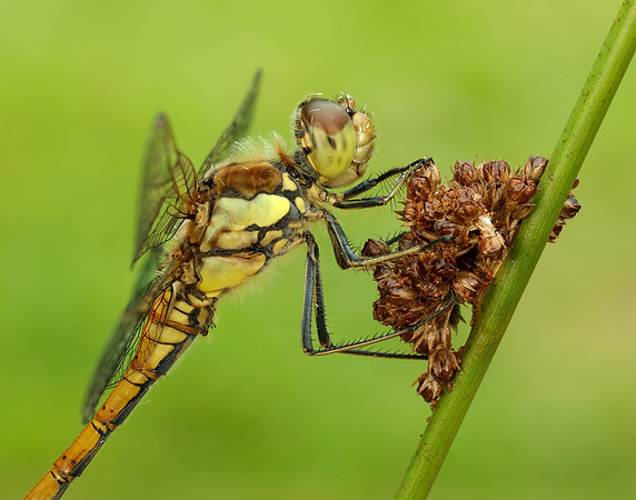 Common Darter Sympetrum striolatum