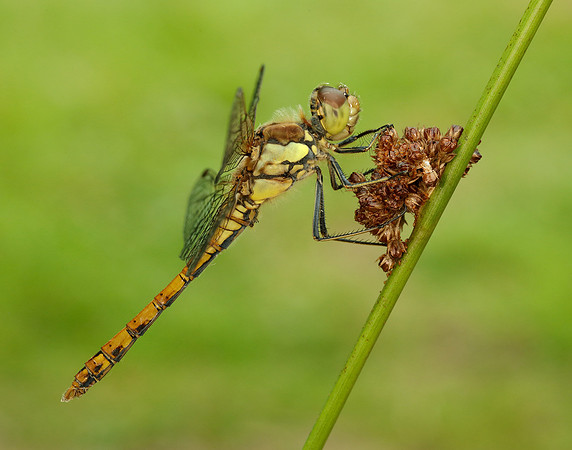 Common Darter Sympetrum striolatum