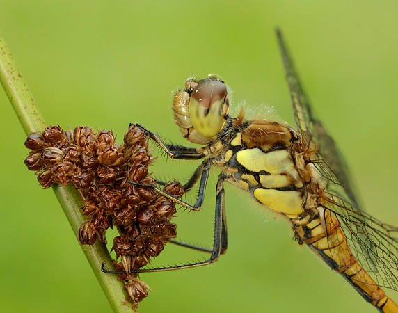 Common Darter Sympetrum striolatum