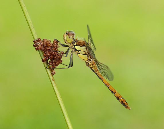 Common Darter Sympetrum striolatum