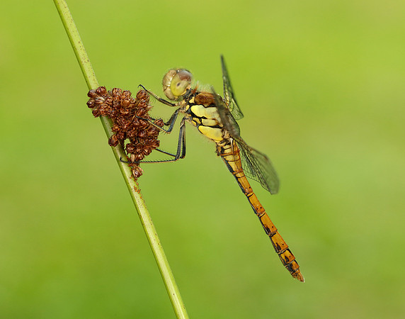 Common Darter Sympetrum striolatum
