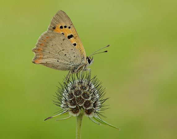 Small Copper Lycaena phlaeas