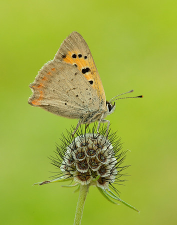 Small Copper Lycaena phlaeas