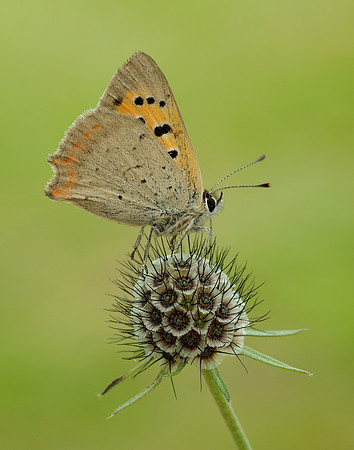 Small Copper Lycaena phlaeas