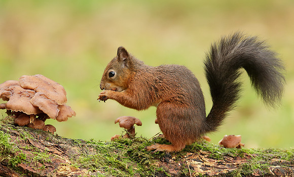 Red Squirrel Sciurus vulgaris