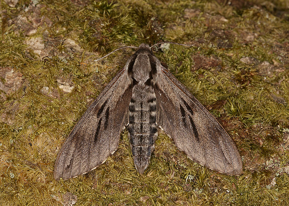 69.007 BF1978 Pine Hawk-moth Hyloicus pinastri
