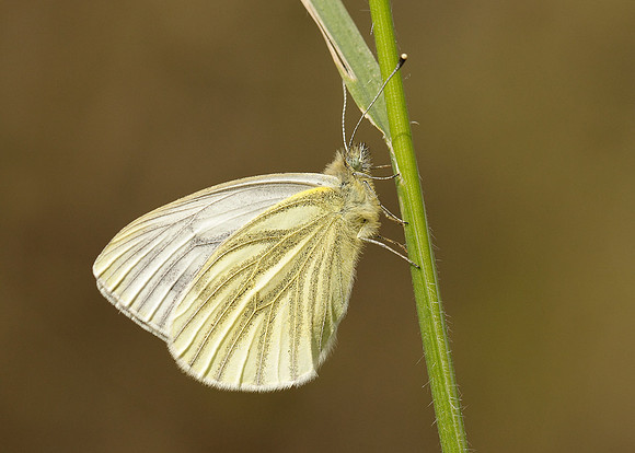 Green-veined White Pieris napi