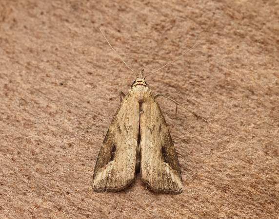 72.060 BF2485 Marsh Oblique-barred Hypenodes humidalis