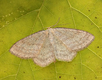 70.026 BF1694 Smoky Wave Scopula ternata
