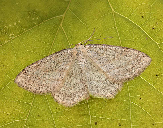 70.026 BF1694 Smoky Wave Scopula ternata