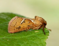 Brown Hairstreak Thecla betulae