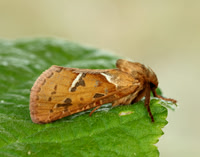 Brown Hairstreak Thecla betulae