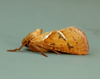 Brown Hairstreak Thecla betulae