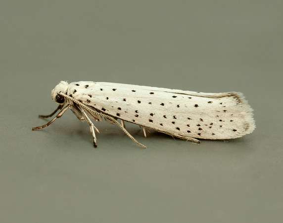 16.001 BF424 Bird-cherry Ermine Yponomeuta evonymella