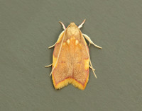 31.001 BF658 Carcina quercana