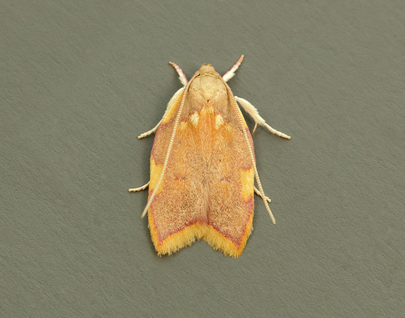 31.001 BF658 Carcina quercana