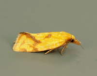 49.109 BF937 Agapeta hamana