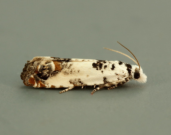 49.269 BF1197 Eucosma campoliliana