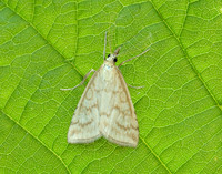 63.033 BF1388 Udea lutealis