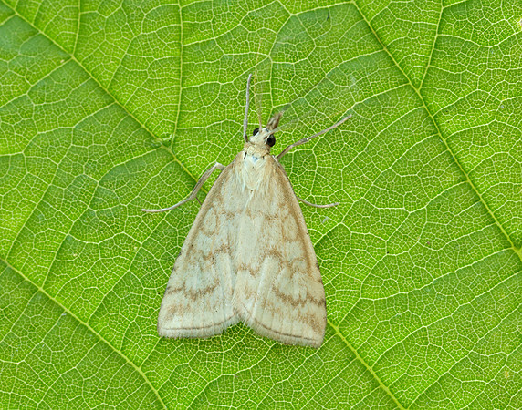 63.033 BF1388 Udea lutealis