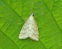 63.033 BF1388 Udea lutealis