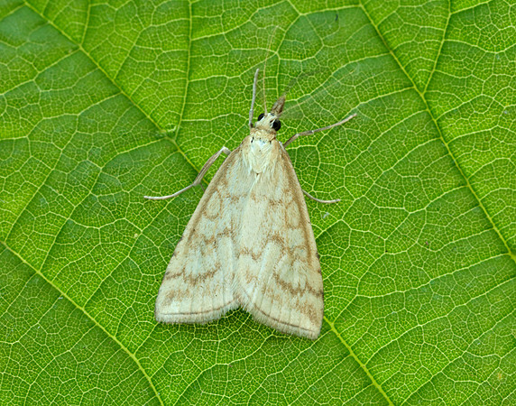 63.033 BF1388 Udea lutealis