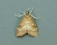 63.034 BF1390 Udea prunalis
