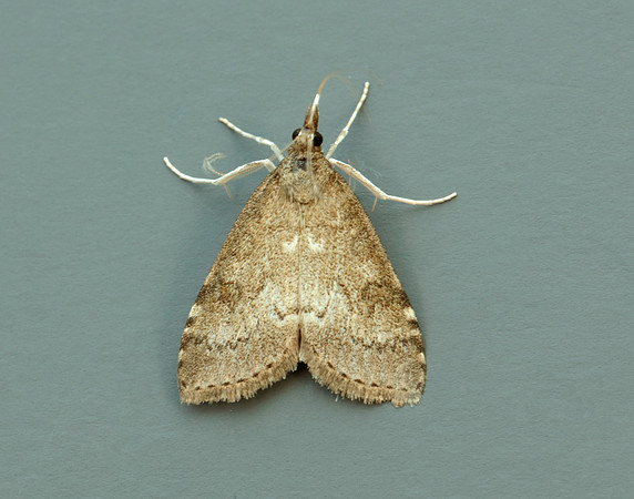 63.034 BF1390 Udea prunalis