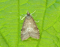 63.034 BF1390 Udea prunalis