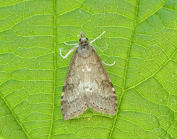 63.034 BF1390 Udea prunalis
