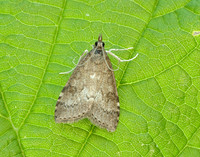 63.034 BF1390 Udea prunalis
