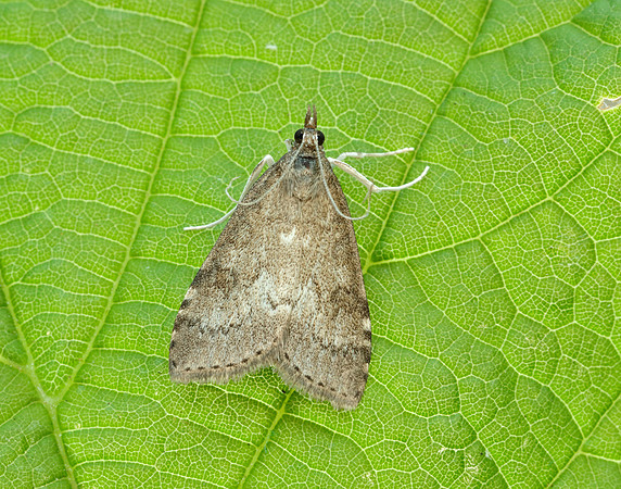 63.034 BF1390 Udea prunalis