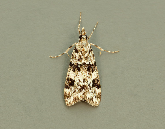 63.072 BF1343 Eudonia delunella