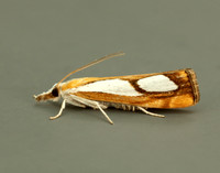 63.099 BF1313 Catoptria pinella