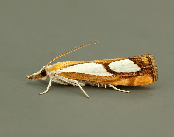 63.099 BF1313 Catoptria pinella