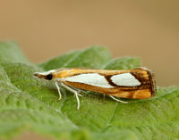 63.099 BF1313 Catoptria pinella