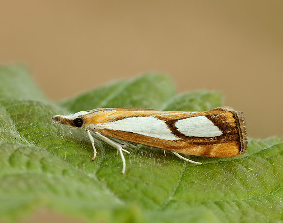 63.099 BF1313 Catoptria pinella