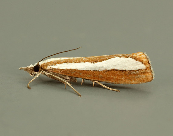 63.100 BF1314  Catoptria margaritella