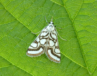 63.118 BF1350 Beautiful China-mark Nymphula nitidulata