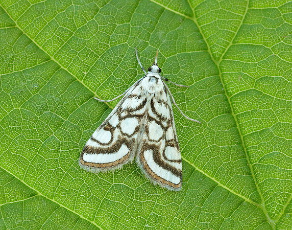 63.118 BF1350 Beautiful China-mark Nymphula nitidulata