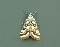 63.118 BF1350 Beautiful China-mark Nymphula nitidulata